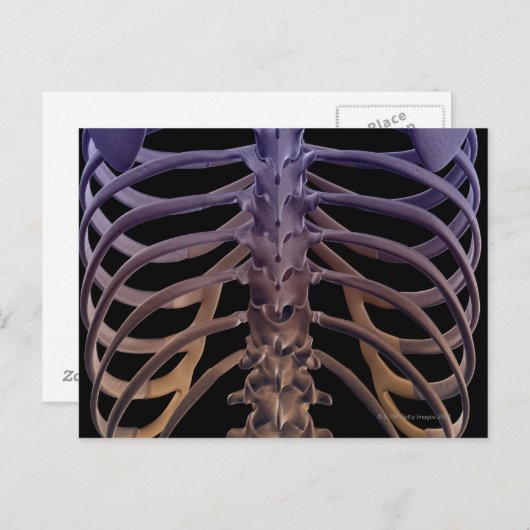 Carte Postale Os du dos (Devant / Derrière)