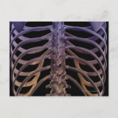 Carte Postale Os du dos (Devant)