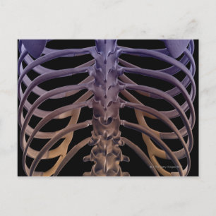 Carte Postale Os du dos