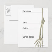 Carte Postale Os du membre supérieur (Devant / Derrière)