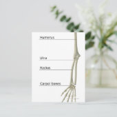 Carte Postale Os du membre supérieur (Debout devant)