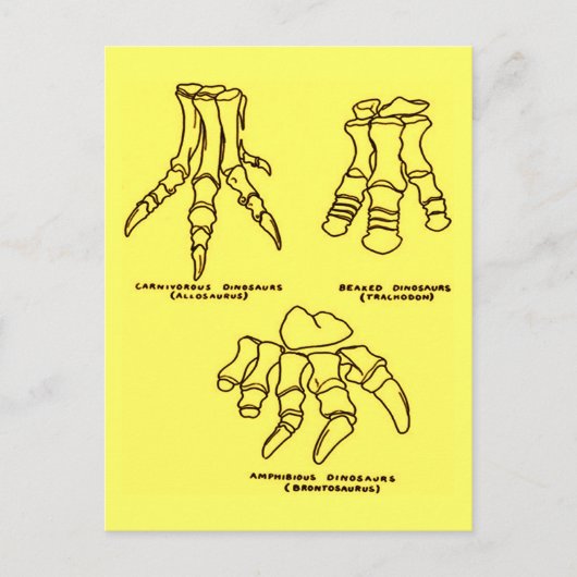 Carte Postale Os Pieds Dinosaur (Devant)