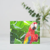 Carte postale Osa Peninsula Scarlet Macaw Costa Ri (Debout devant)