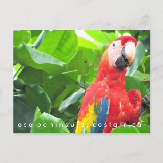 Carte postale Osa Peninsula Scarlet Macaw Costa Ri (Devant)
