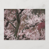 Carte Postale Osaka, Japon (Devant)