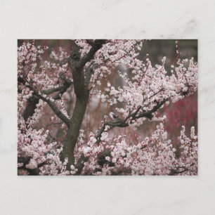 Carte Postale Osaka, Japon