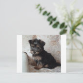 Carte Postale Oscar le chiot Yorkshire Terrier (Debout devant)