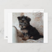 Carte Postale Oscar le chiot Yorkshire Terrier (Devant / Derrière)