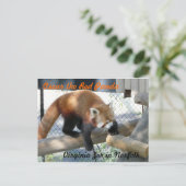 Carte Postale Oscar le panda rouge au Norfolk Zoo (Debout devant)