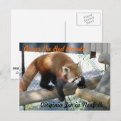 Carte Postale Oscar le panda rouge au Norfolk Zoo (Devant / Derrière)