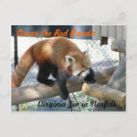 Oscar le panda rouge au Norfolk Zoo