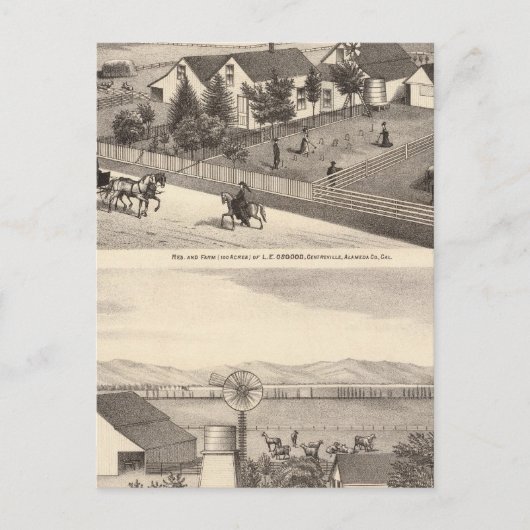 Carte Postale Osgood, Cameron résidences, fermes (Devant)