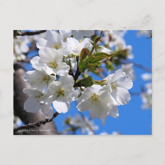 Carte Postale Oshima Cherry Blossoms [Carte postale] (Devant)