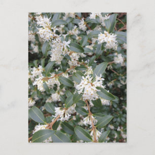 Carte postale Osmanthus Burkwoodii dans le parc