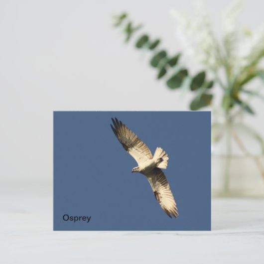 Carte postale Osprey (Debout devant)