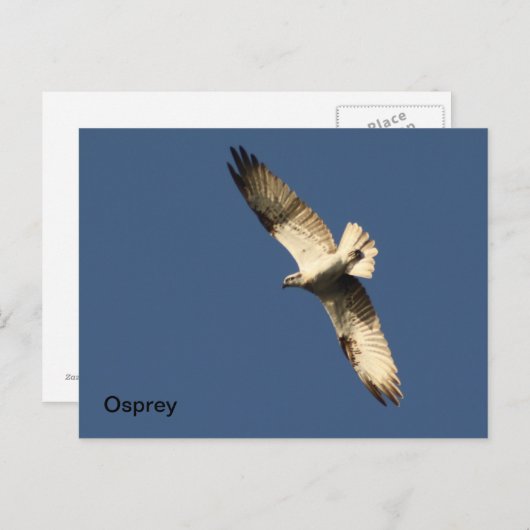 Carte postale Osprey (Devant / Derrière)