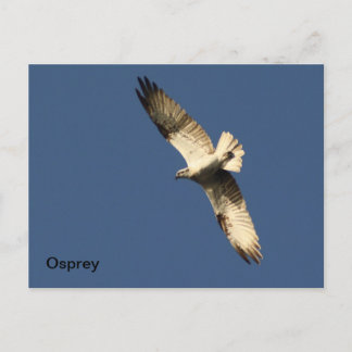 Carte postale Osprey