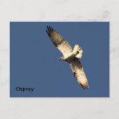 Carte postale Osprey (Devant)