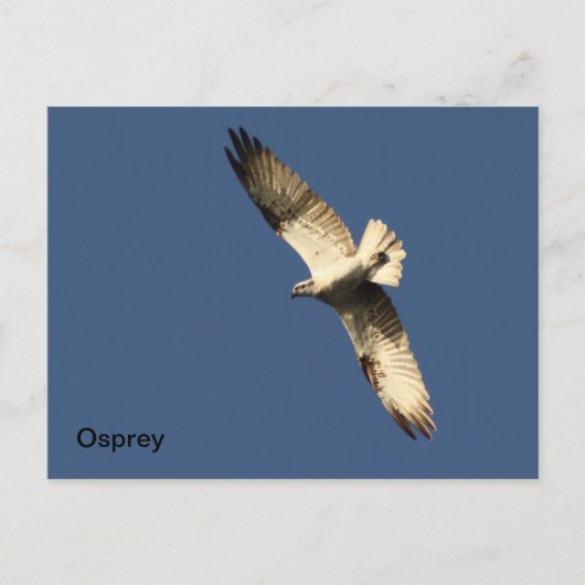 Carte postale Osprey (Devant)
