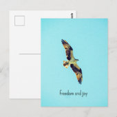 Carte Postale Osprey (Devant / Derrière)