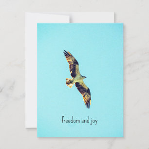 Carte Postale Osprey