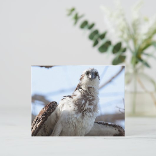 Carte Postale Osprey (Debout devant)