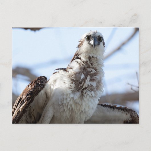 Carte Postale Osprey (Devant)