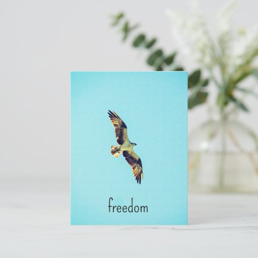 Carte Postale Osprey (Debout devant)