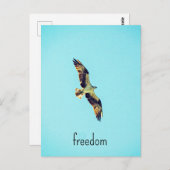 Carte Postale Osprey (Devant / Derrière)