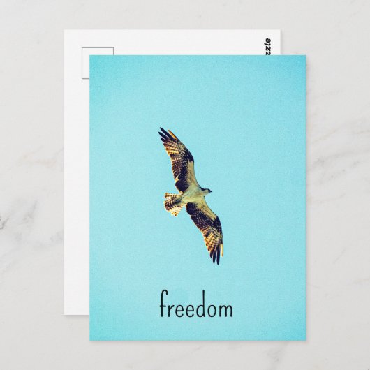 Carte Postale Osprey (Devant / Derrière)