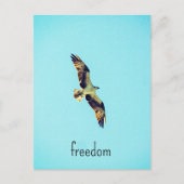 Carte Postale Osprey (Devant)