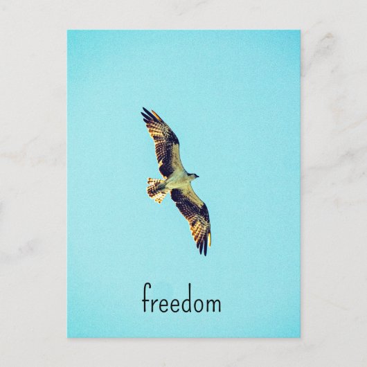 Carte Postale Osprey (Devant)