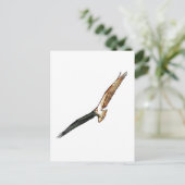Carte Postale Osprey (Debout devant)
