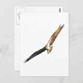 Carte Postale Osprey (Devant / Derrière)
