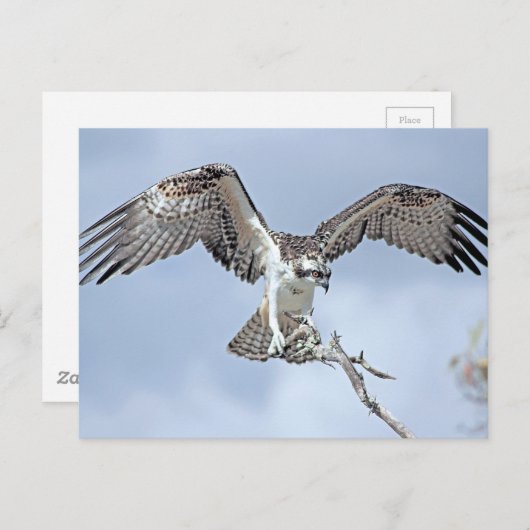 Carte postale Osprey (Devant / Derrière)