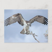 Carte postale Osprey (Devant)