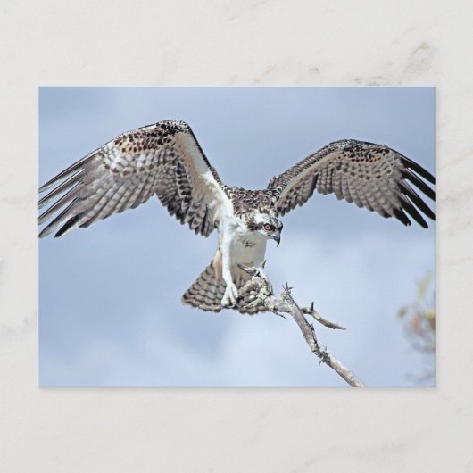 Carte postale Osprey (Devant)