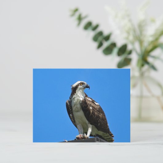 Carte postale Osprey (Debout devant)