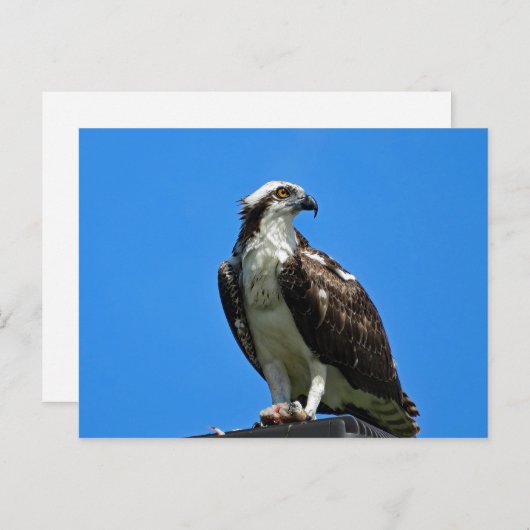 Carte postale Osprey (Devant / Derrière)