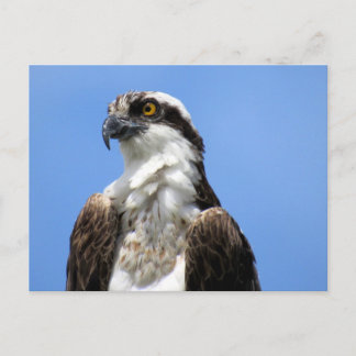 Carte postale Osprey (4964)