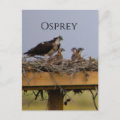 Carte postale Osprey Bird Nest (Devant)