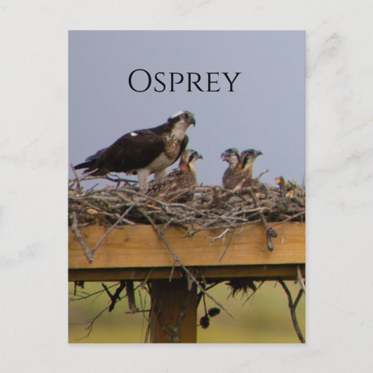 Carte postale Osprey Bird Nest (Devant)