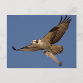 Carte Postale Osprey Fisher (Devant)