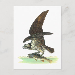 Carte postale : Osprey - John Audubon