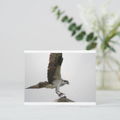 Carte Postale Osprey Landing (Debout devant)