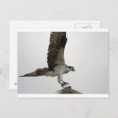Carte Postale Osprey Landing (Devant / Derrière)