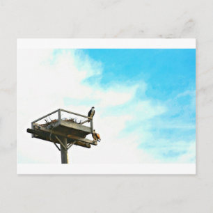 Carte Postale Osprey Nest