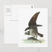 Carte Postale Osprey par Audubon (Devant / Derrière)