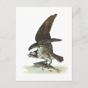 Carte Postale Osprey par Audubon