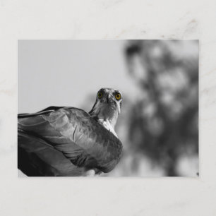 Carte Postale Osprey Staring down the Camera - Photo de la faune